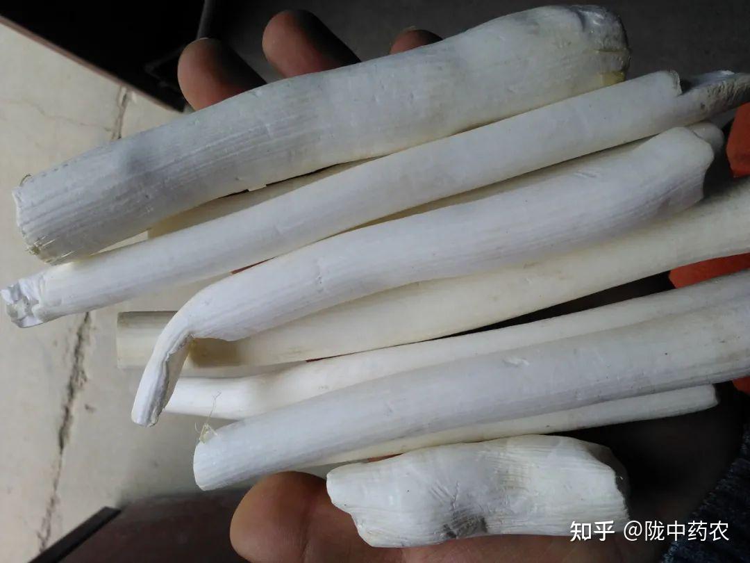 105、通草传统鉴别方法(附 小通草) - 知乎