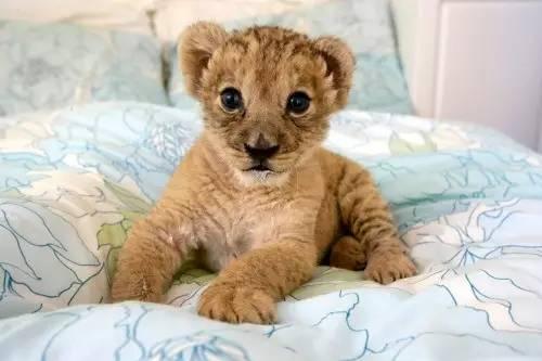 狮子小时候的样子图片