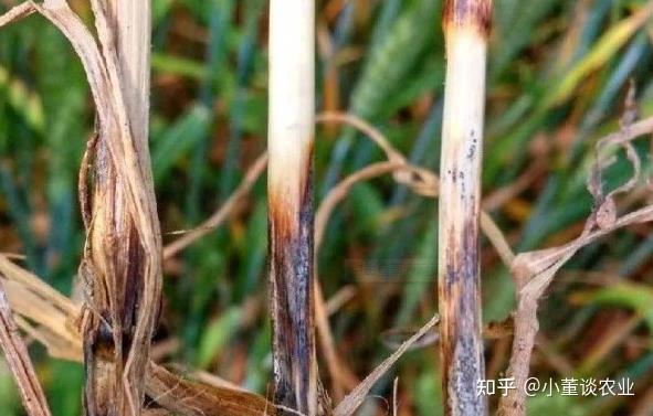 让农户们头疼的小麦全蚀病,该如何科学有效的防治? - 知乎