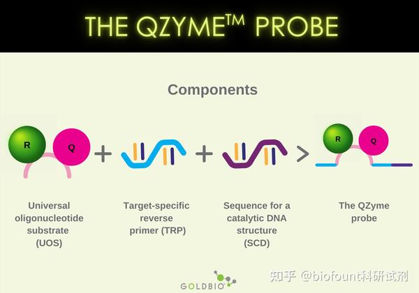 不同种类的PCR探针如何工作-QZyme™ 探针 - 知乎