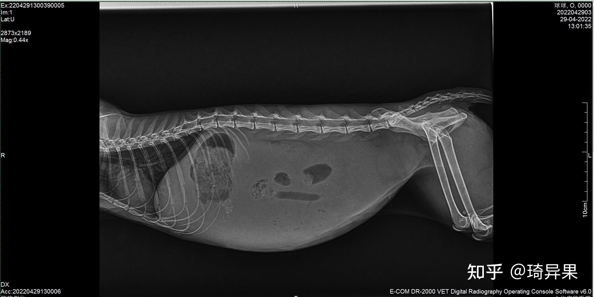 猫传腹治疗记录贴