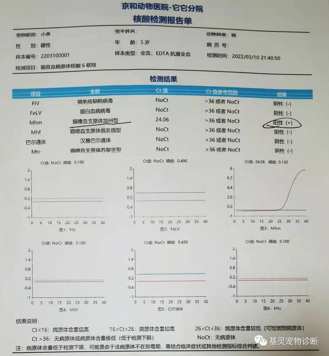 猫血巴尔通体病图片