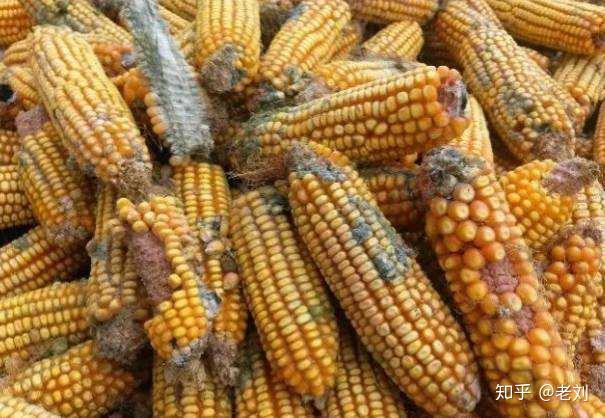 各种饲料原料,特别是花生饼,粕最易产生黄曲霉,玉米,豆粕,棉仁粕,小麦