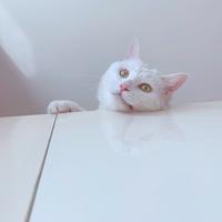 叶赫那拉·古德猫