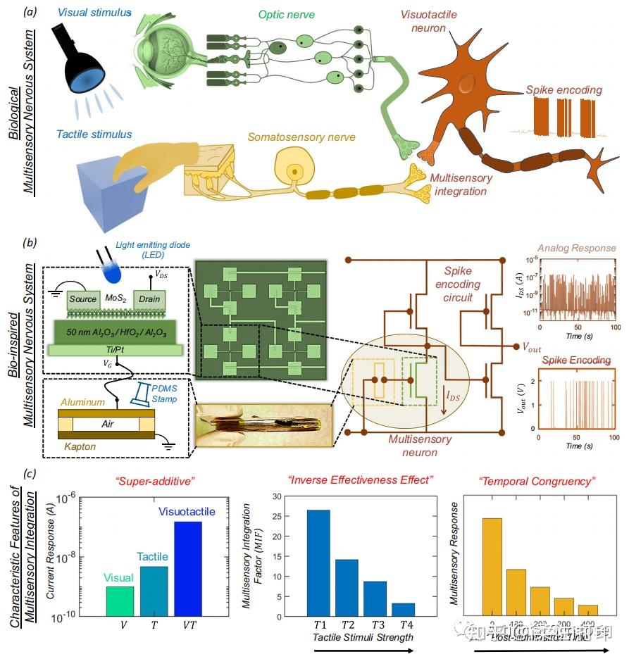 naturecommunications生物啟發的多感官整合的視覺觸覺神經元