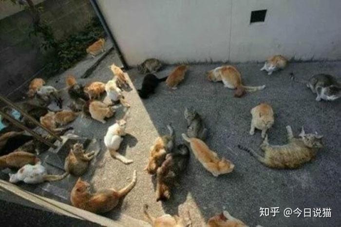 猫咪为什么对猫薄荷如此痴狂？ 知乎 