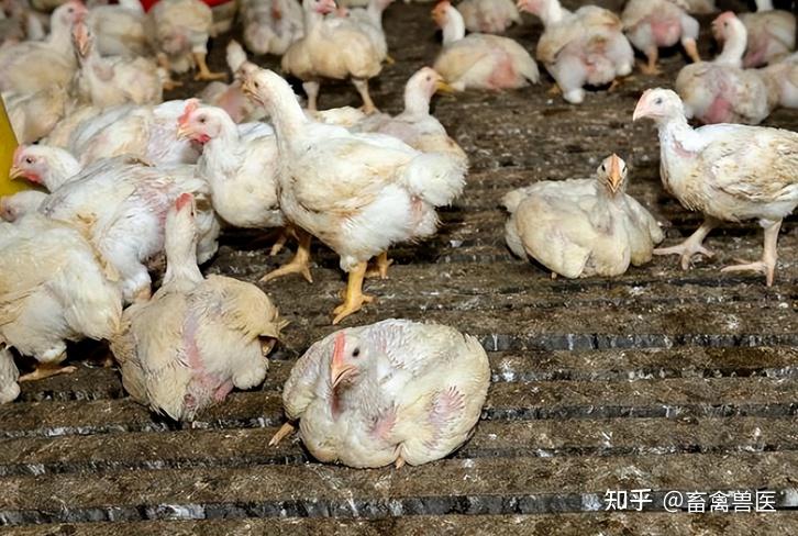 鸡反复拉稀是什么原因?鸡一直拉稀怎么办?本文告诉你答案 - 知乎
