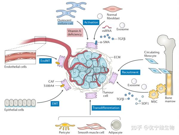 【罗工流式秘籍76】快速了解肿瘤相关成纤维细胞（CAFs） - 知乎