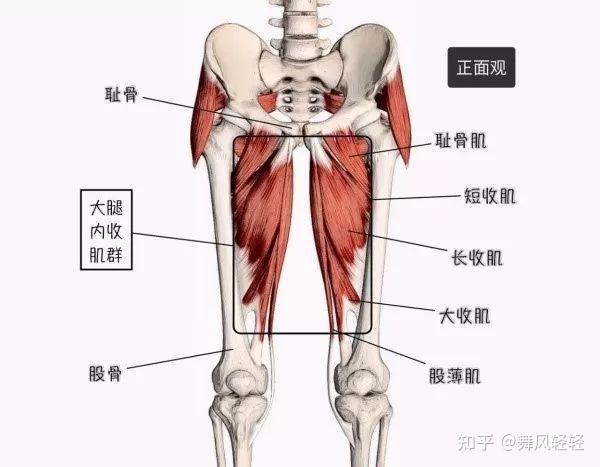 大腿外旋肌肉图片