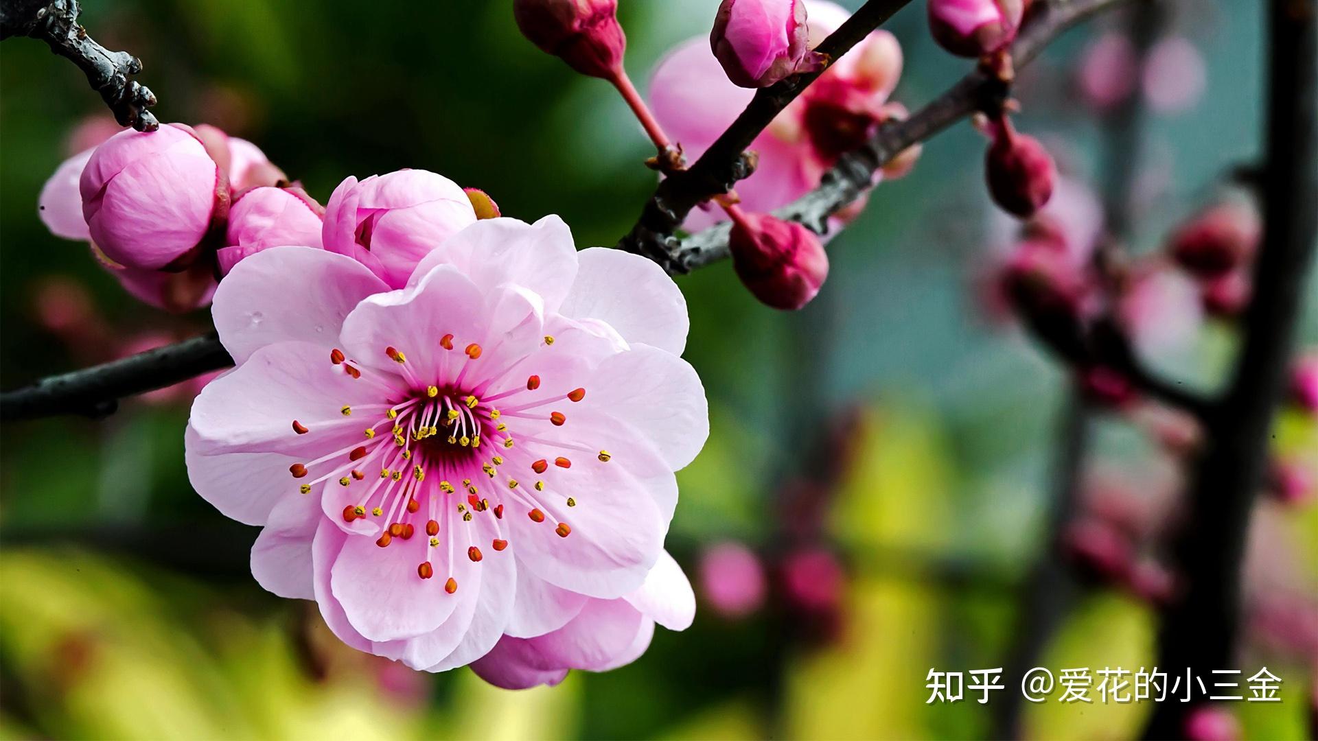 【南京市】市花:金陵一枝梅,雪中送暗香