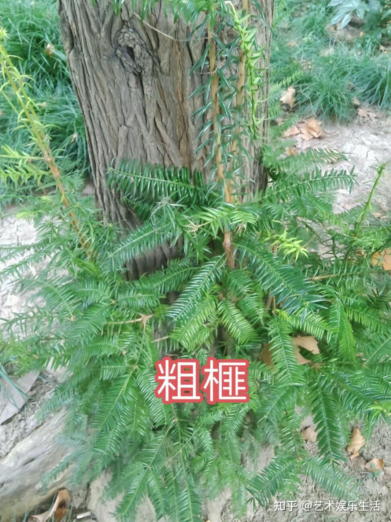 12种三尖杉科的植物 - 知乎