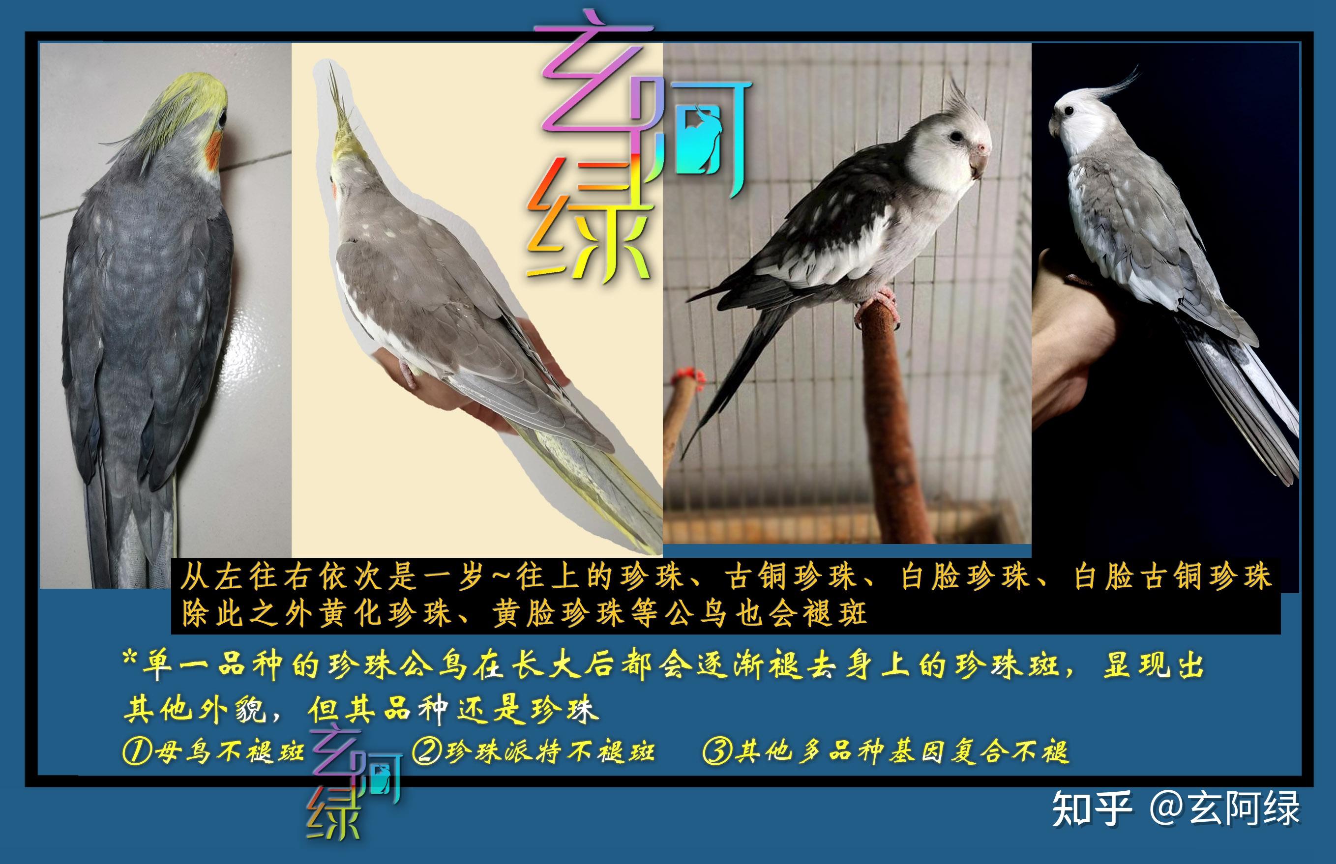 1.玄凤鹦鹉有多少个品种（包括小品种）？ 2.如果繁殖配对的话，遵从什么样的规律，如何科学搭配？ - 知乎