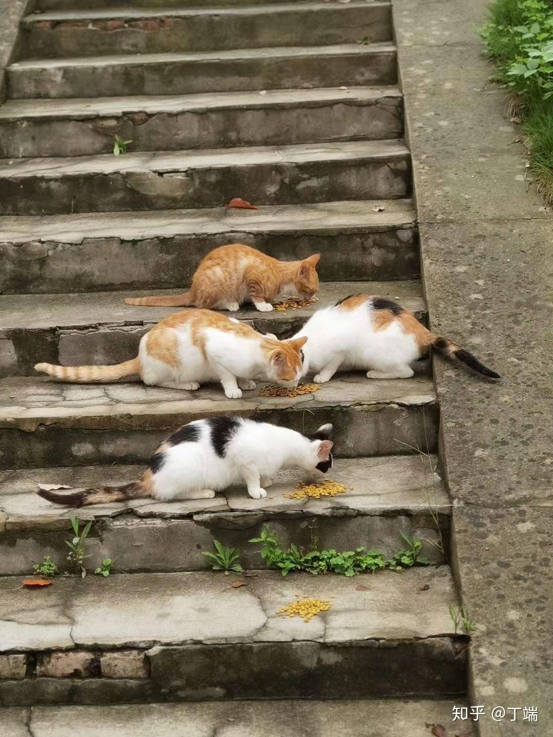 怎么赶走家里猫 v2-79d4020f73fd099f1a84a5abd276242b_r.jpg