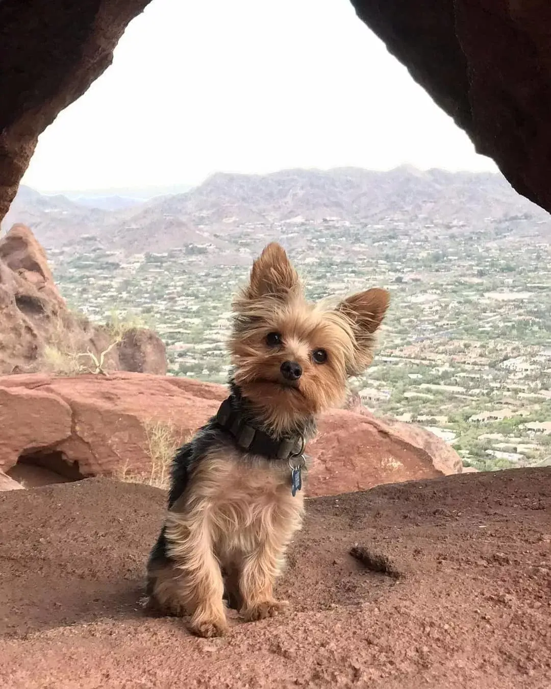 百科约克夏犬英国的捕鼠小公主