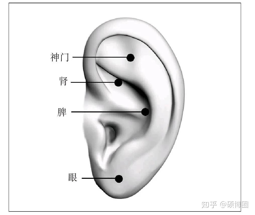 耳部肾上腺位置图图片