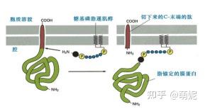糖基磷脂酰肌醇化蛋白(GPI锚定蛋白) - 知乎