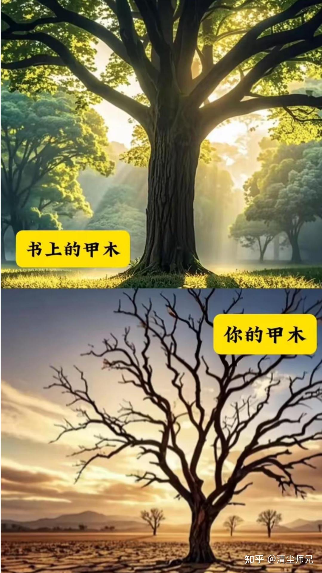 简单易懂，了解十天干意象：甲木、丙火、壬水 - 知乎