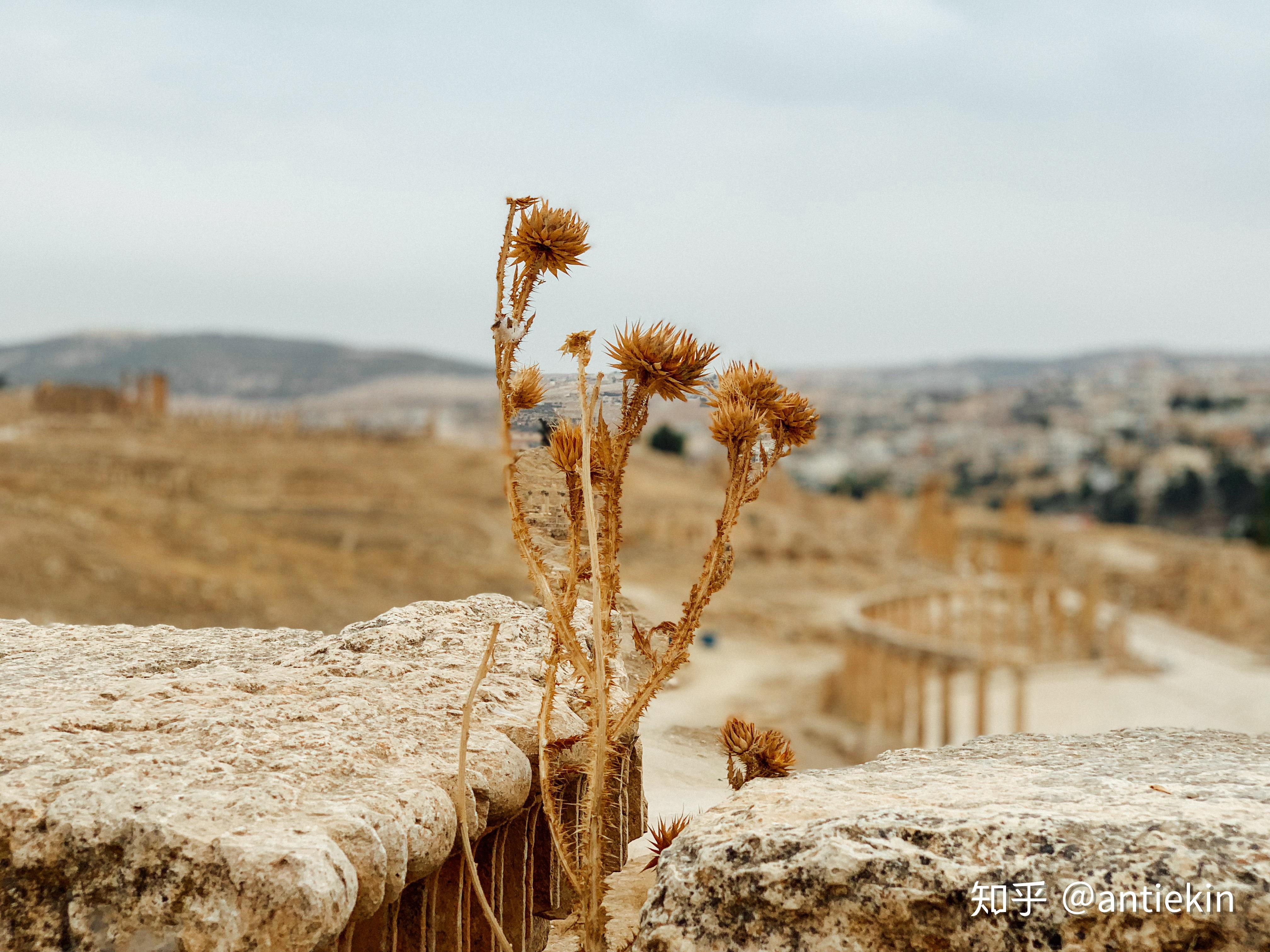 也曾号称"流着奶和蜜的地方",但迅速被榨干,只留下贫瘠干涸的不毛之地