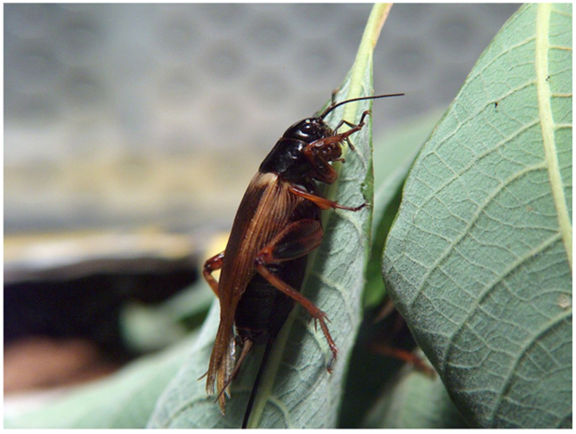 为什么蛐蛐的声音听起来来自四面八方?