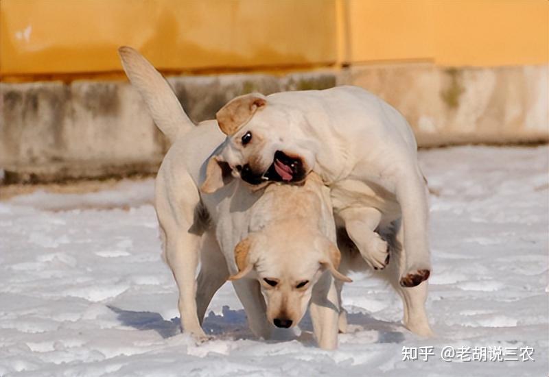 上海女子遛小狗不牵绳小狗对一条大狗频繁挑衅结果场面惨烈