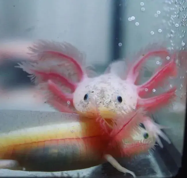 Axolotl