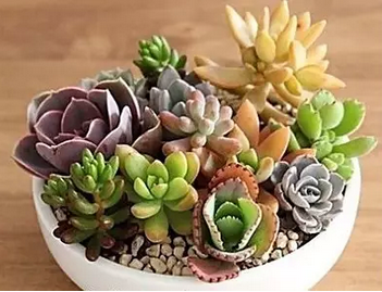 多肉怎样种植好看 v2-7a1e8e3b9dda970b3ffcf248f4d05f27_b.png