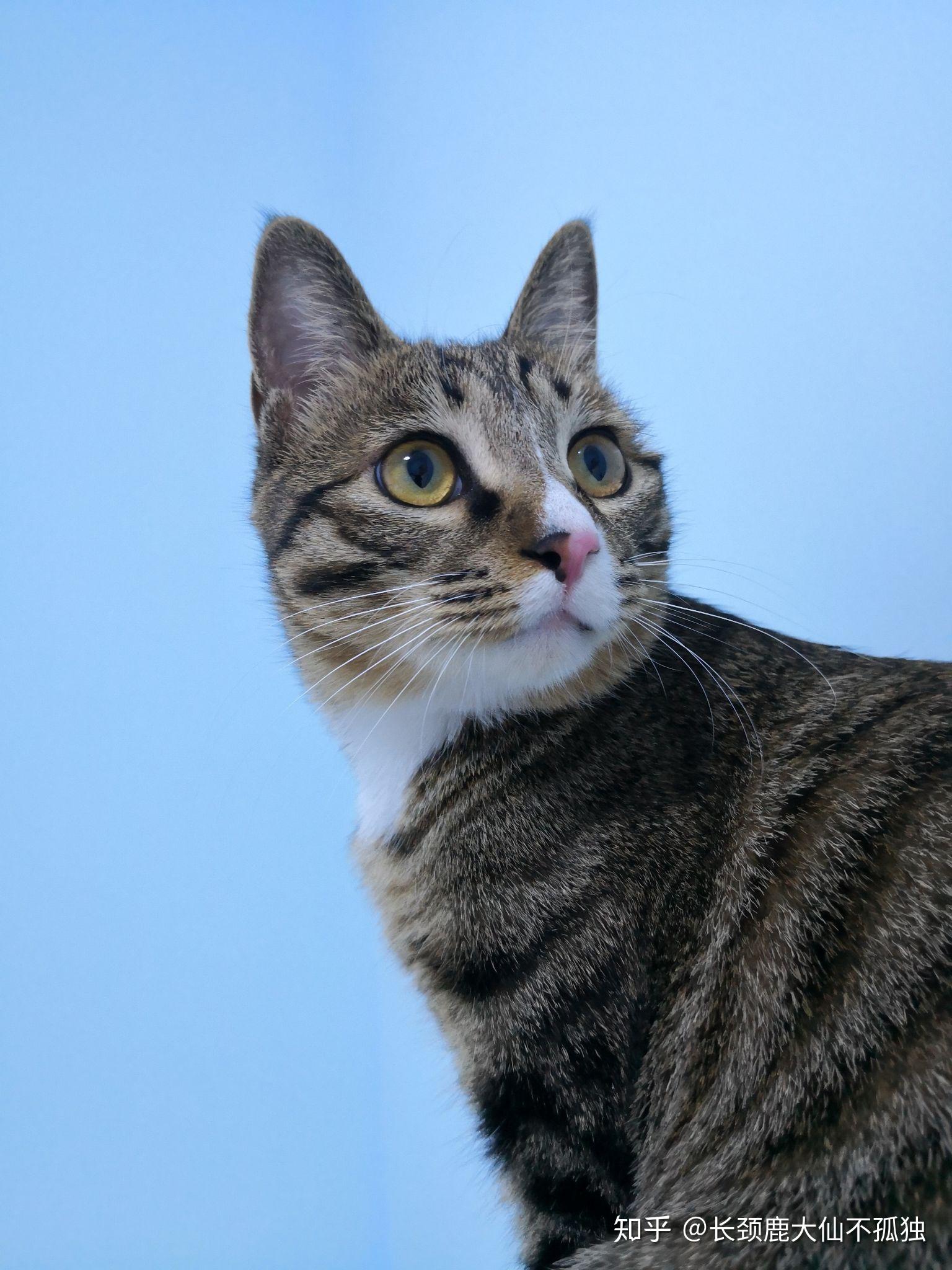 请问猫单吃猫粮,喂营养膏。不给吃罐头与其他