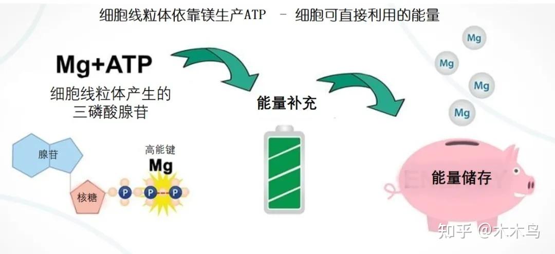 三磷酸腺苷 (atp) 是细胞中的线粒体所产生的,可供细胞直接使用的能量