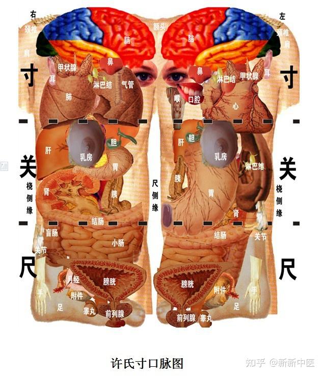 谈谈切脉 - 知乎