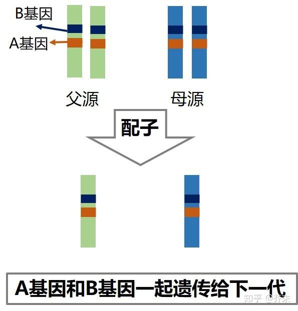 这两个基因会一起打包遗传给子代,这就是连锁定律.