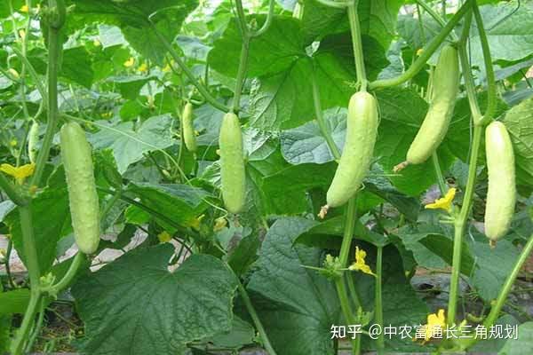 產業研究我國蔬菜種業現狀6大問題急需解決