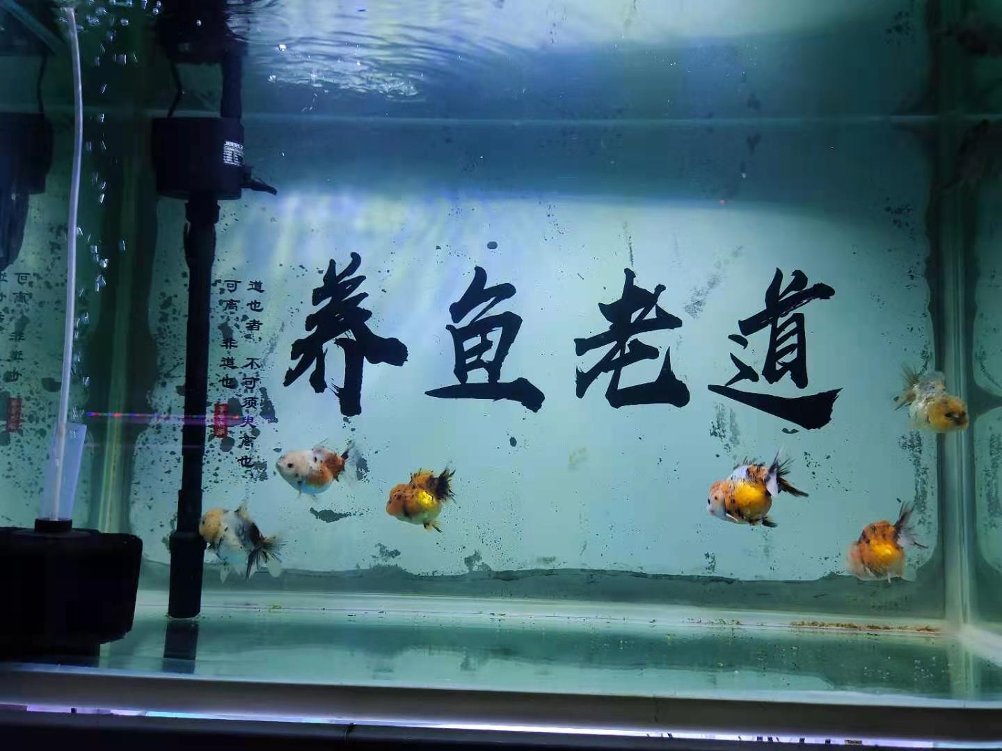 新鱼友拿换水当成了调理水质 而且方法还是错误的 正好相反 知乎 新鱼友拿换水当成了调理水质 而且方法还是错误的 正好相反 知乎
