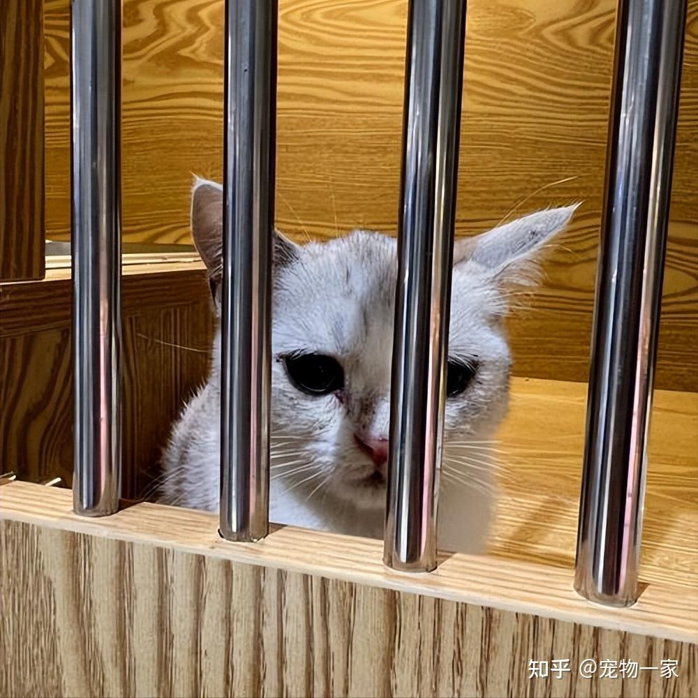 猫咪“刻板行为”背后的警示！它非常需要你的关注和照顾 - 知乎