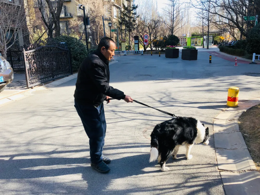 遛狗拴绳入法记者实探北京通州多小区居民遛狗现状