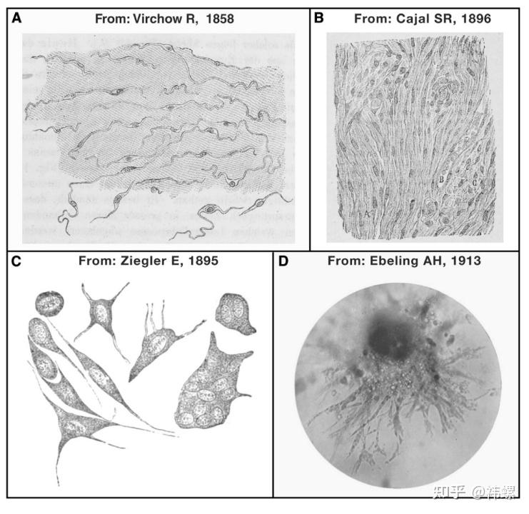 成纤维细胞相关综述 ｜第 1 弹 - 知乎