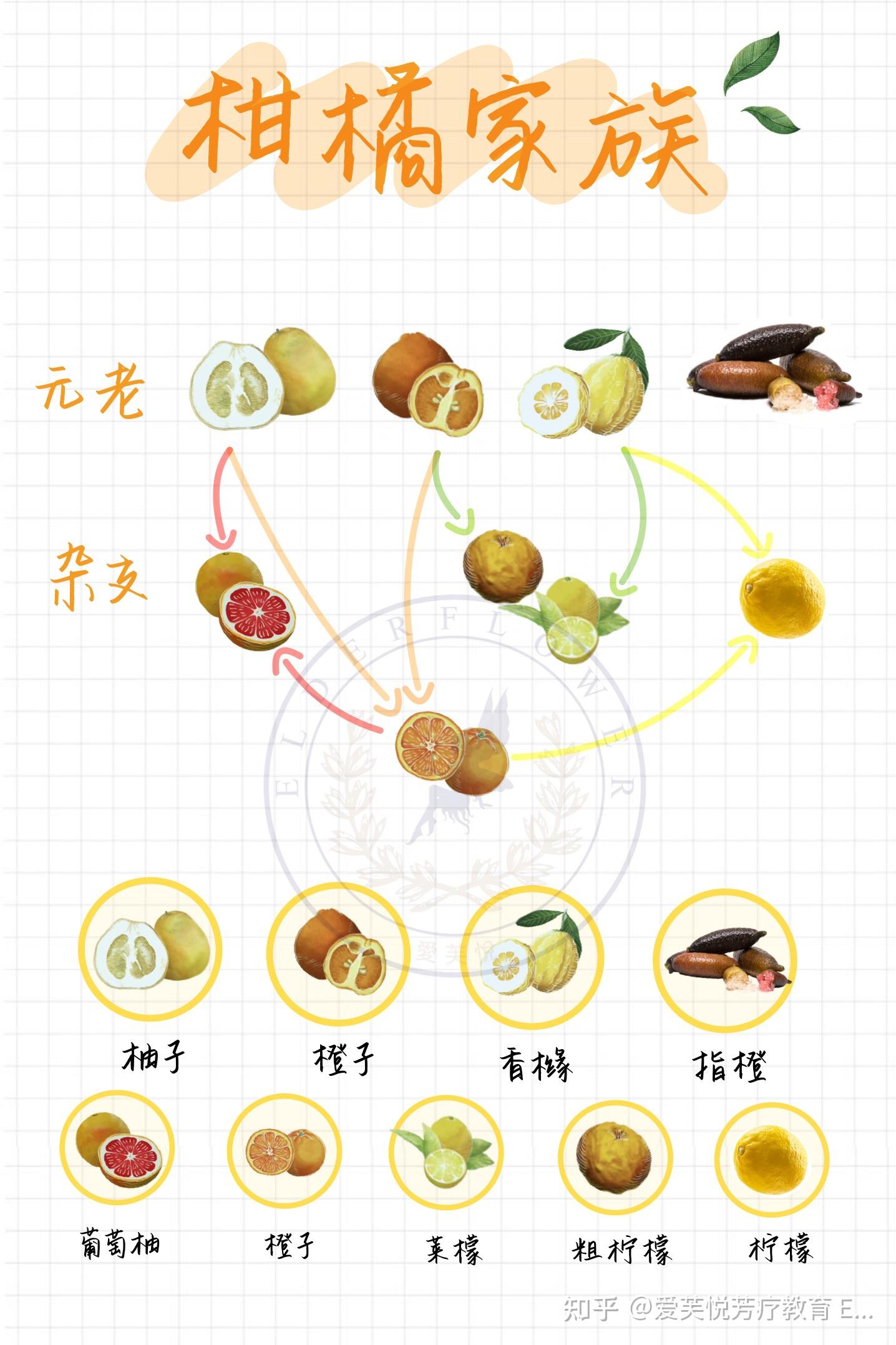 橘子家谱图图片