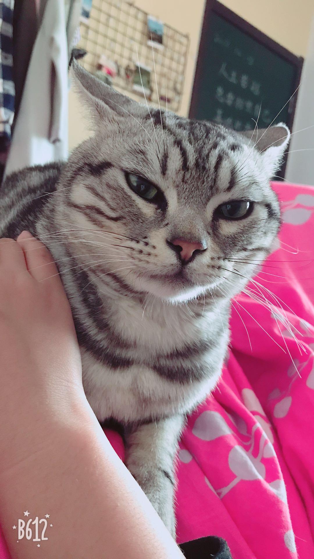 怎么才能捡到一只猫 v2-7a8927b7ddbaf37f4f908e3ad45c534f_r.jpg