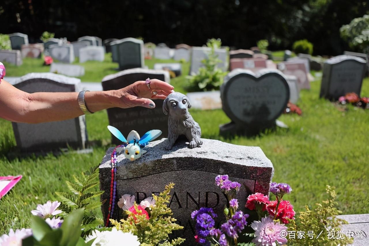 宠物墓地价格接近房价,以后我们连猫狗都死不起了吗?