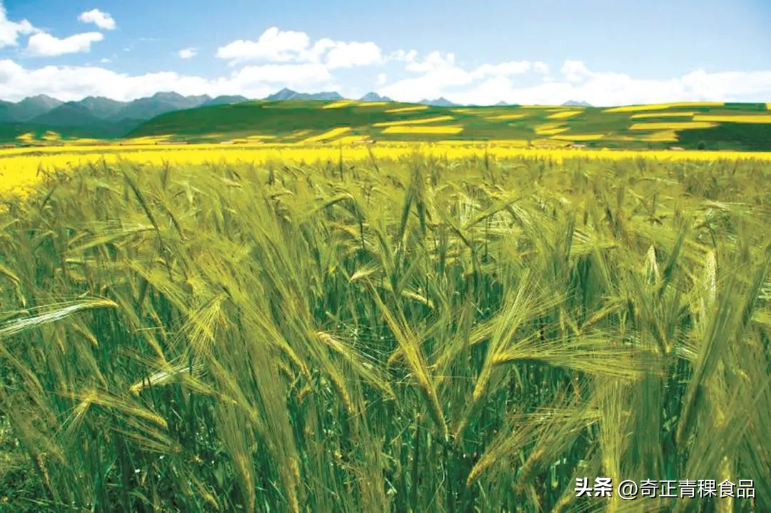 青稞食品,从“天上”到“人间”的美味之旅 - 知乎