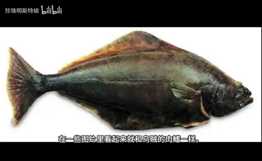 你可能吃过的“巨型比目鱼” 最大鲽形目-庸鲽属的简单介绍 - 知乎
