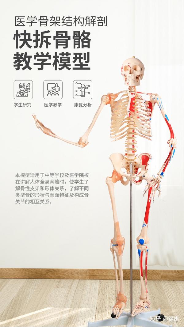 从入门到精通 最全运动解剖自学攻略 书单 App 视频 知乎