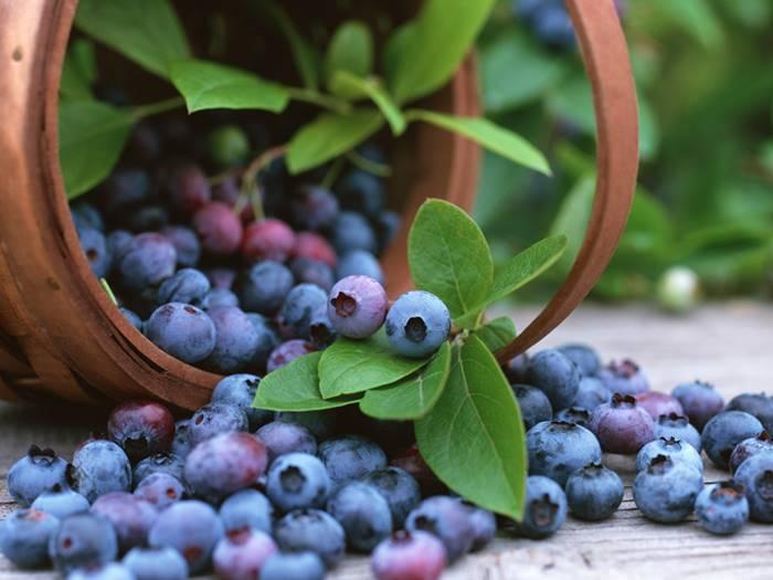 新西兰爵士湾农庄，优质蓝莓的选择。