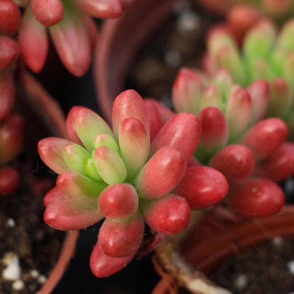 冬季最适合养的6种变色多肉 越冷越美 附冬季多肉养护技巧 知乎