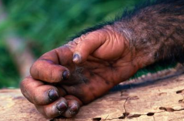 黑猩猩的的手掌对比人类,其拇指距离其余四指较远