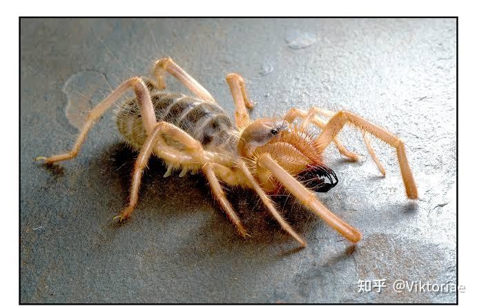 蝎类形态学蝎子的钳子实际上只是长了角的腿