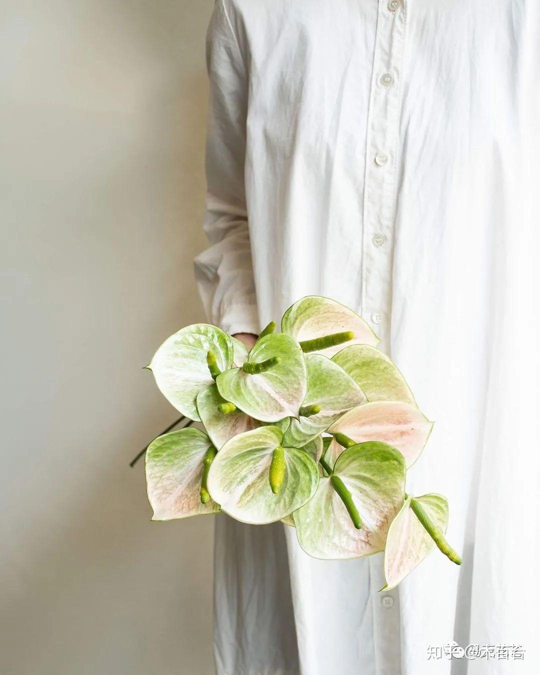 花材种类千千万快来给它们安个家3散点花材及特殊花材篇