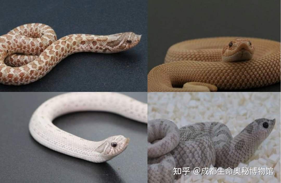毒蛇界“影帝”——猪鼻蛇 - 知乎