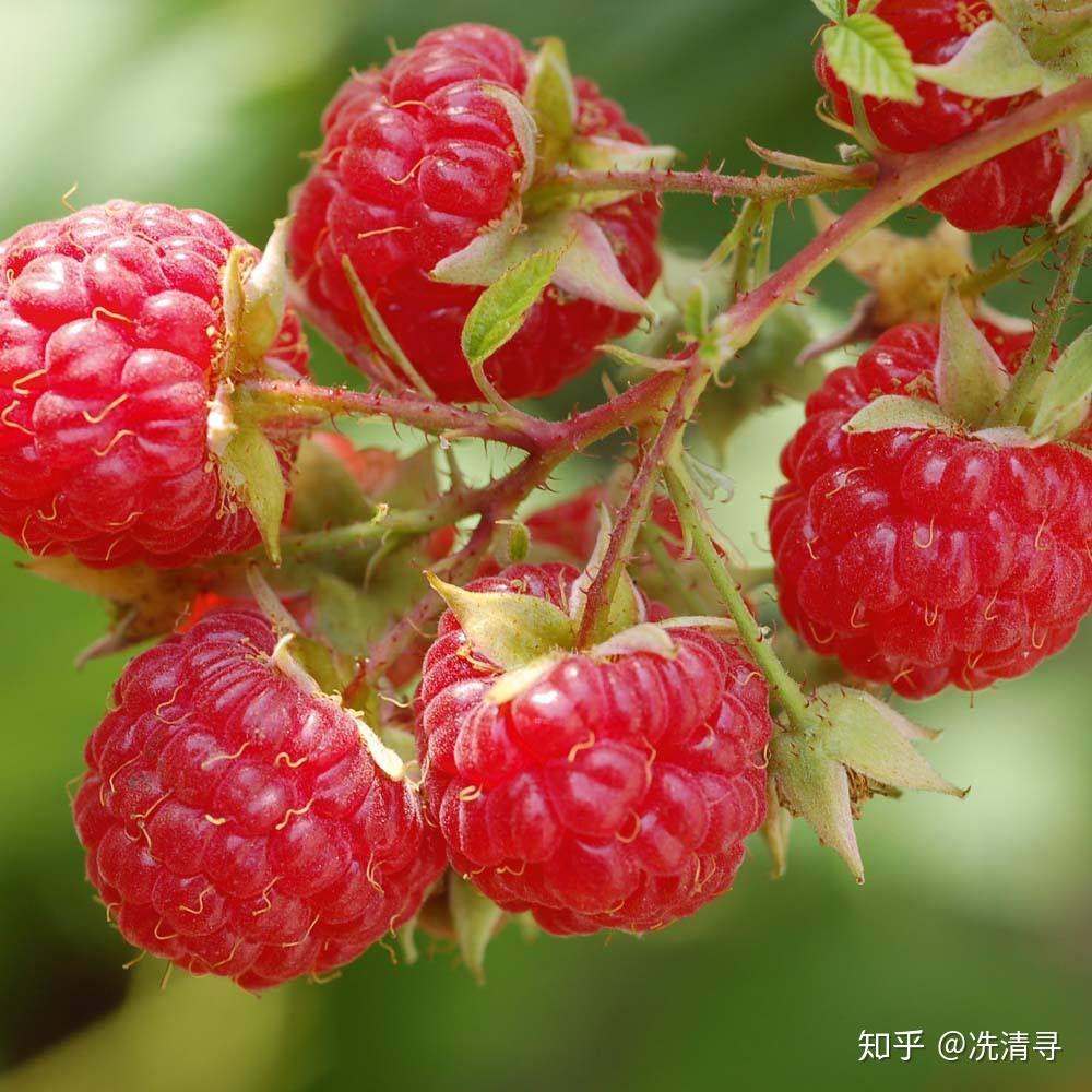 覆盆子的营养价值