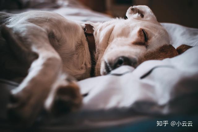 为什么睡觉的时候会梦到(为什么睡觉的时候会梦到周围发生的事)