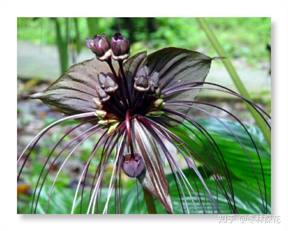 6月12日的生辰花,老虎花 - 知乎